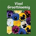 Viool grootbloemig