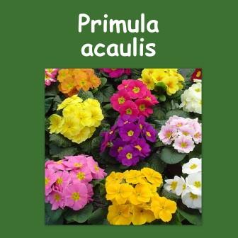 Primula P10.5