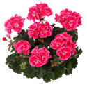 Afbeelding van Geranium Staand P12 Tammo (roze rood met wit hart)