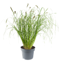 Afbeelding van VP Pennisetum P19 orientale plumeau