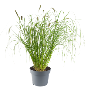 Afbeelding van VP Pennisetum P19 orientale plumeau