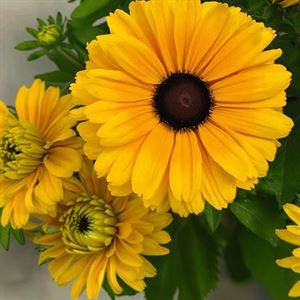 Afbeelding van VP Rudbeckia P19 Golden zen